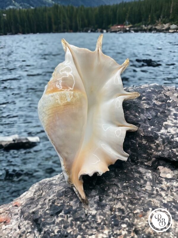 Magnifique et grand Coquillage de Madagascar