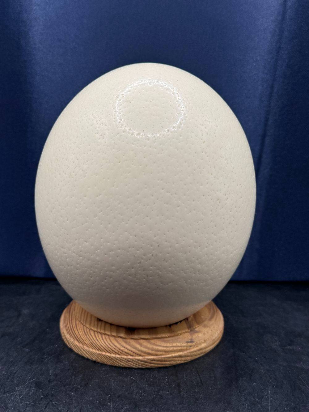 Joli Œuf d'autruche naturel sur socle - Curiosité - Collection - Décoration – Image 2