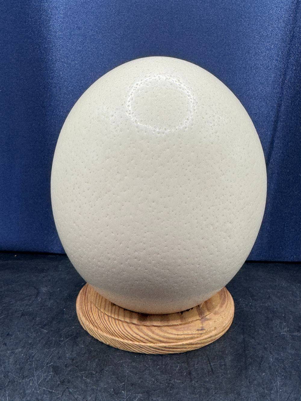 Joli Œuf d'autruche naturel sur socle - Curiosité - Collection - Décoration – Image 3