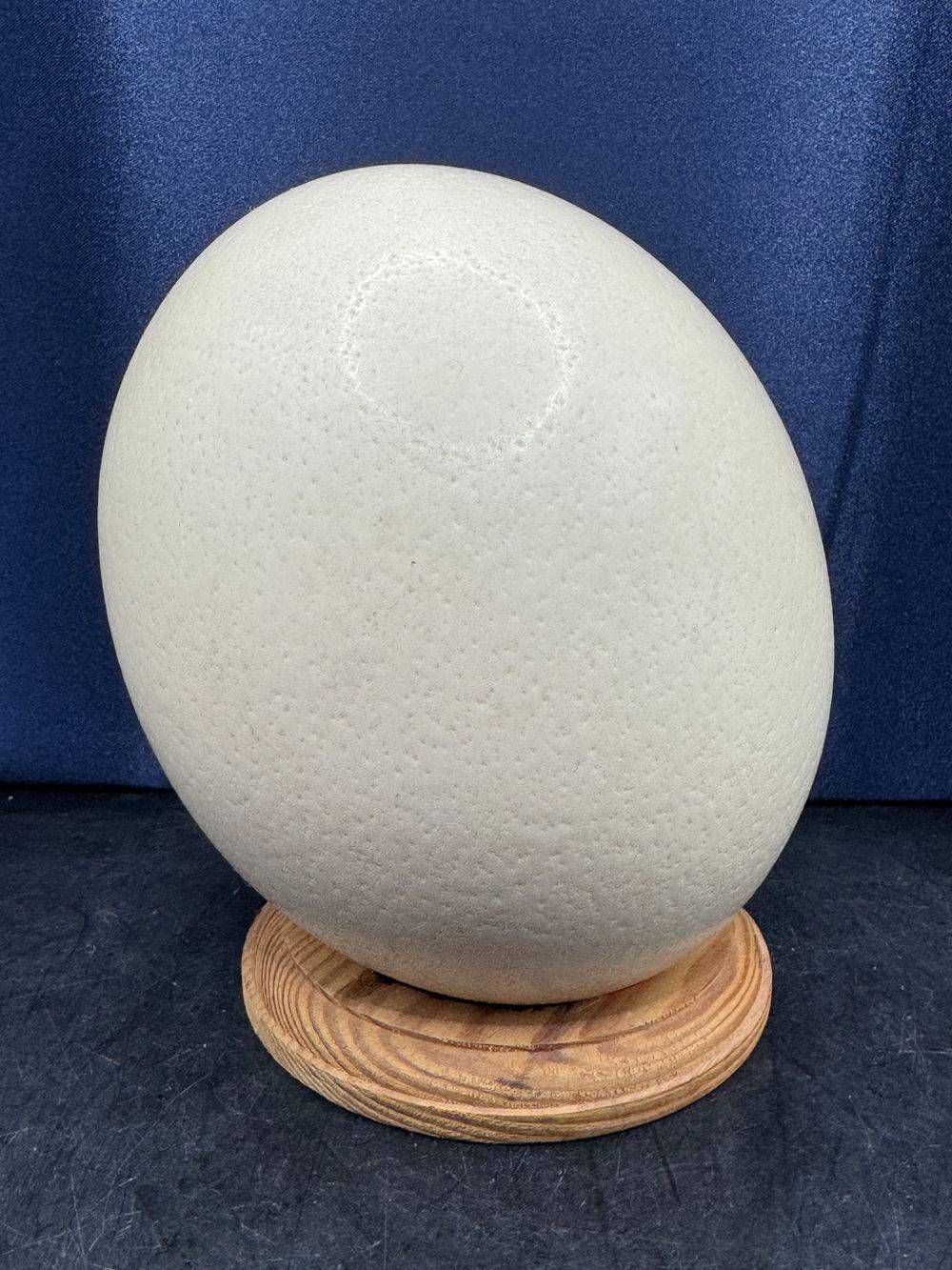 Joli Œuf d'autruche naturel sur socle - Curiosité - Collection - Décoration – Image 4