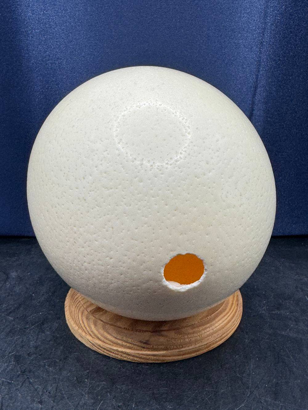 Joli Œuf d'autruche naturel sur socle - Curiosité - Collection - Décoration – Image 5