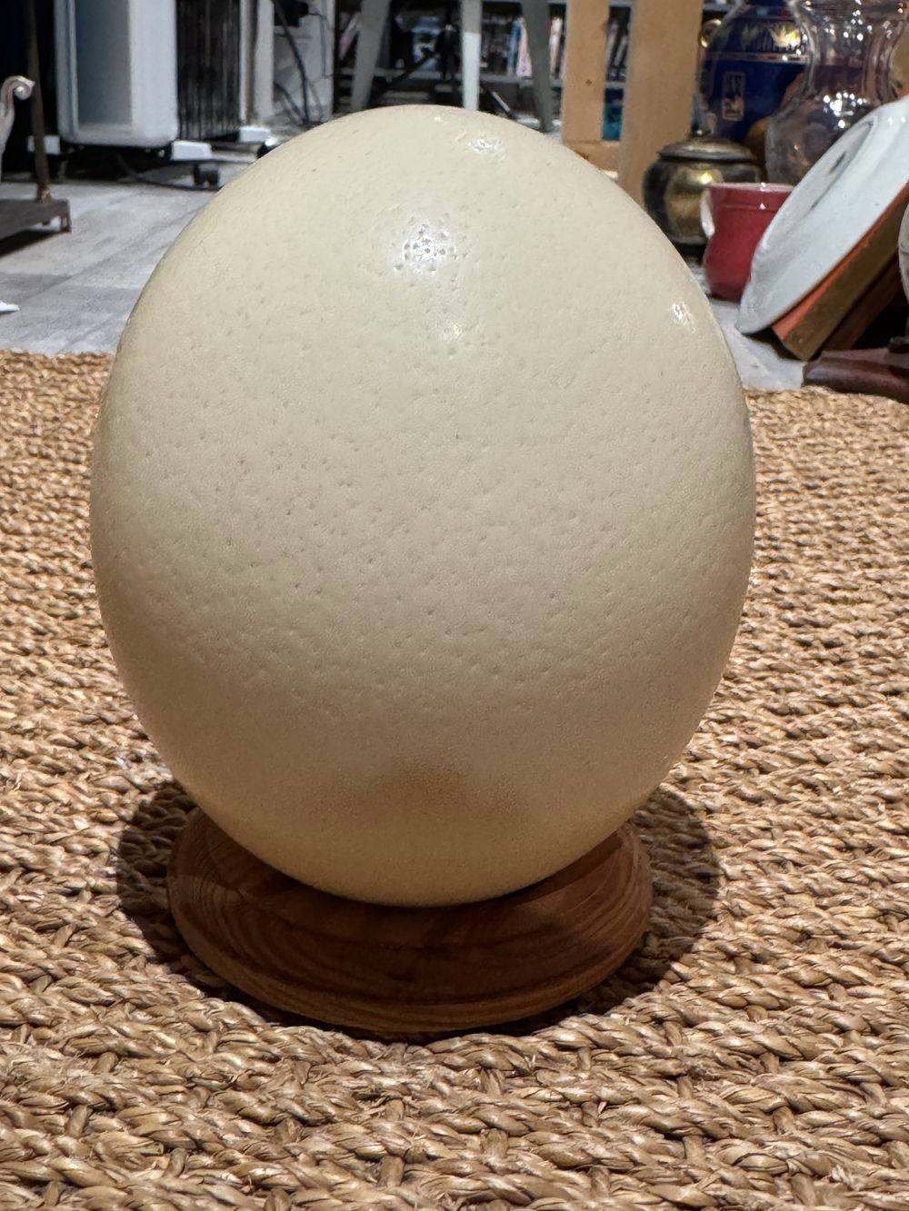 Joli Œuf d'autruche naturel sur socle - Curiosité - Collection - Décoration – Image 6