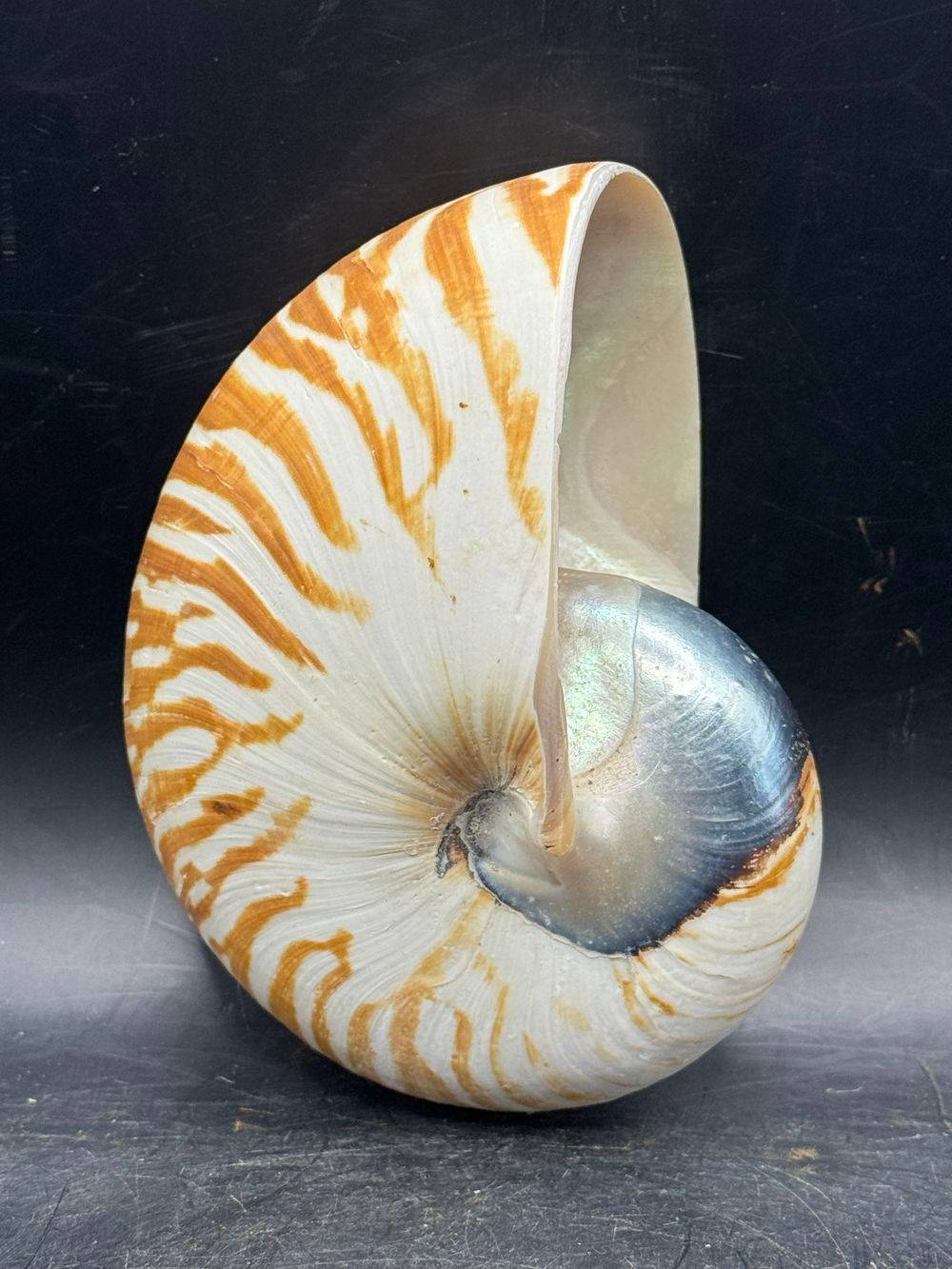 Coquillage pièce unique - Magnifique et véritable ancien grand nautile Tigre (Nautilus Pompilius) - Idéal pour cabinet de curiosités - Taille 12 cm - Décoration - Collection – Image 2
