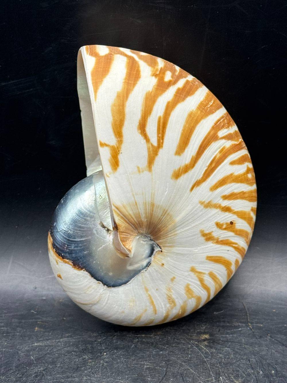 Coquillage pièce unique - Magnifique et véritable ancien grand nautile Tigre (Nautilus Pompilius) - Idéal pour cabinet de curiosités - Taille 12 cm - Décoration - Collection – Image 3