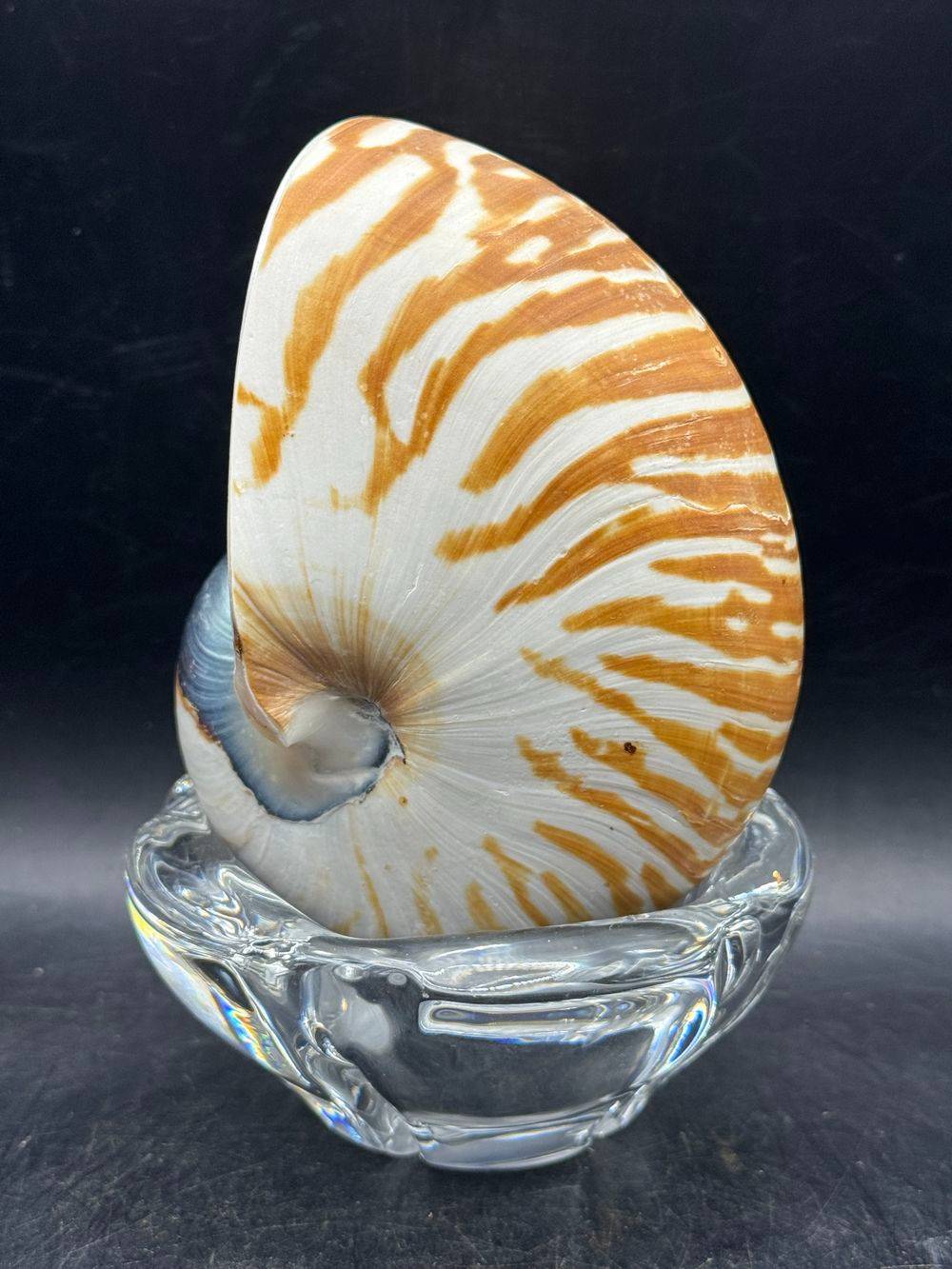 Coquillage pièce unique - Magnifique et véritable ancien grand nautile Tigre (Nautilus Pompilius) - Idéal pour cabinet de curiosités - Taille 12 cm - Décoration - Collection – Image 4