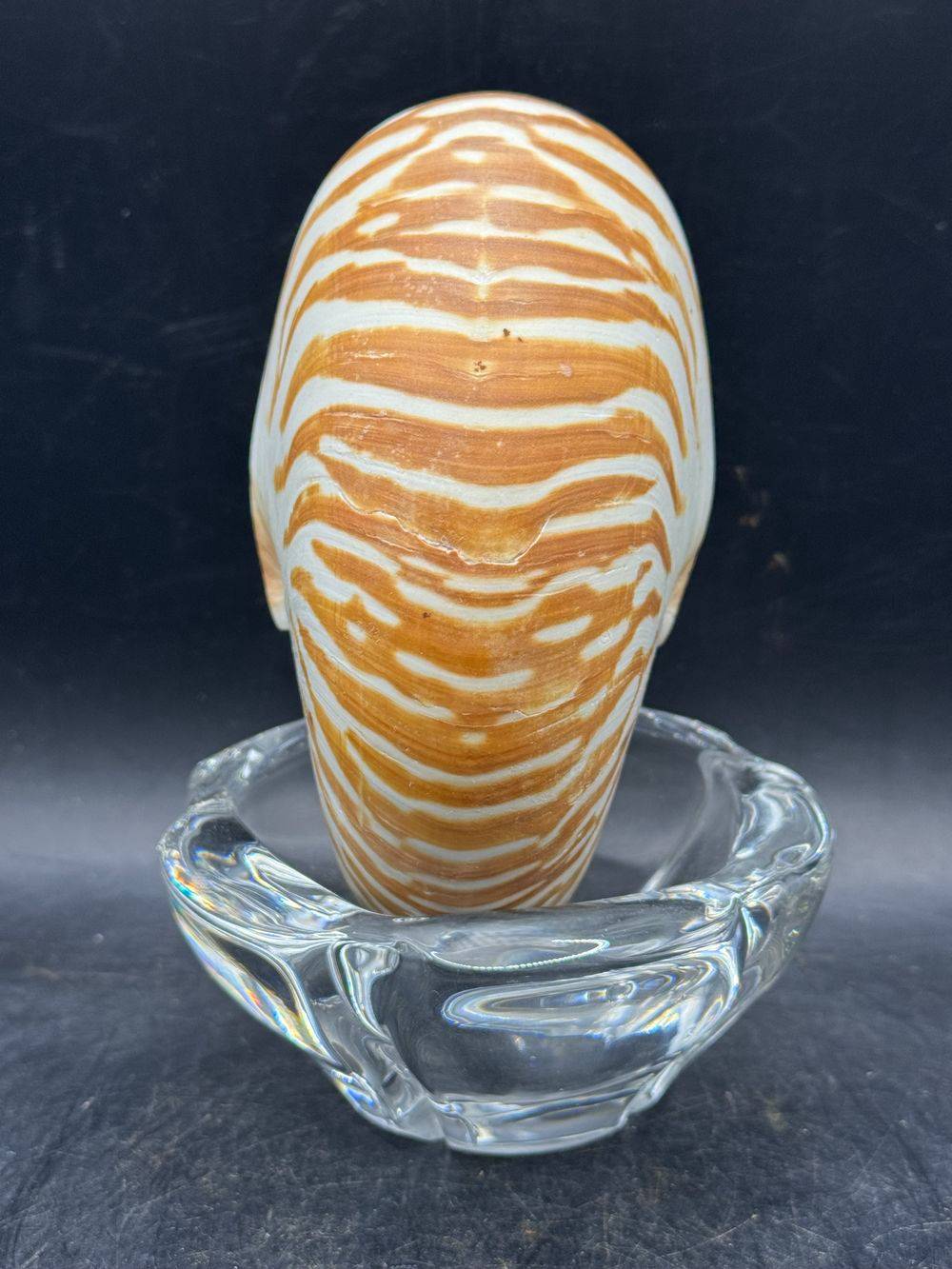 Coquillage pièce unique - Magnifique et véritable ancien grand nautile Tigre (Nautilus Pompilius) - Idéal pour cabinet de curiosités - Taille 12 cm - Décoration - Collection – Image 5