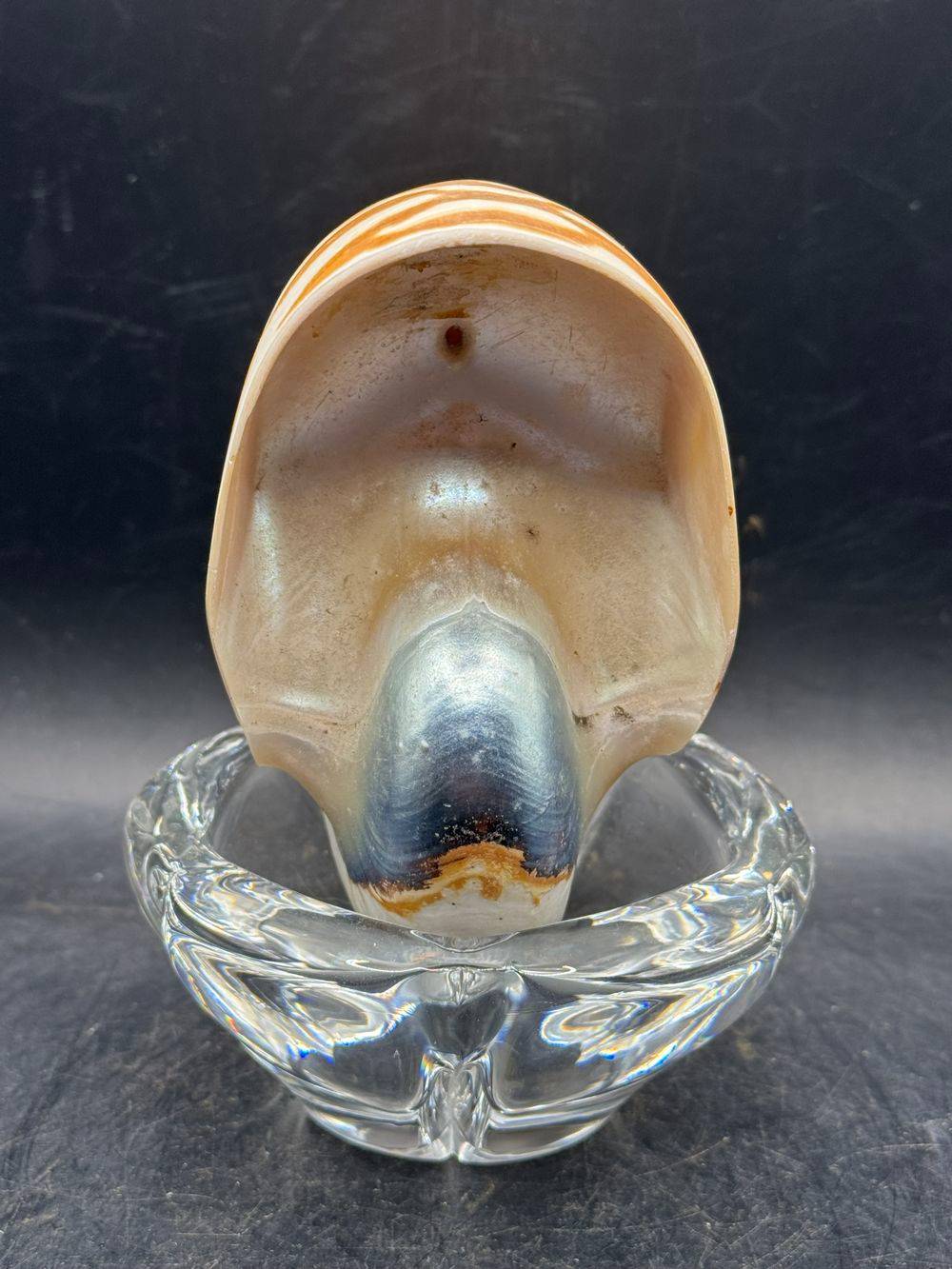 Coquillage pièce unique - Magnifique et véritable ancien grand nautile Tigre (Nautilus Pompilius) - Idéal pour cabinet de curiosités - Taille 12 cm - Décoration - Collection – Image 7