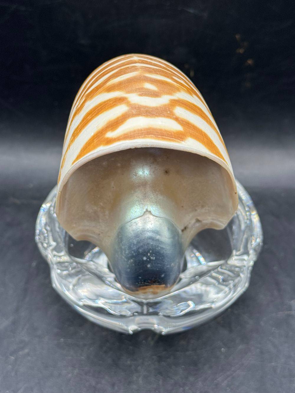 Coquillage pièce unique - Magnifique et véritable ancien grand nautile Tigre (Nautilus Pompilius) - Idéal pour cabinet de curiosités - Taille 12 cm - Décoration - Collection – Image 8