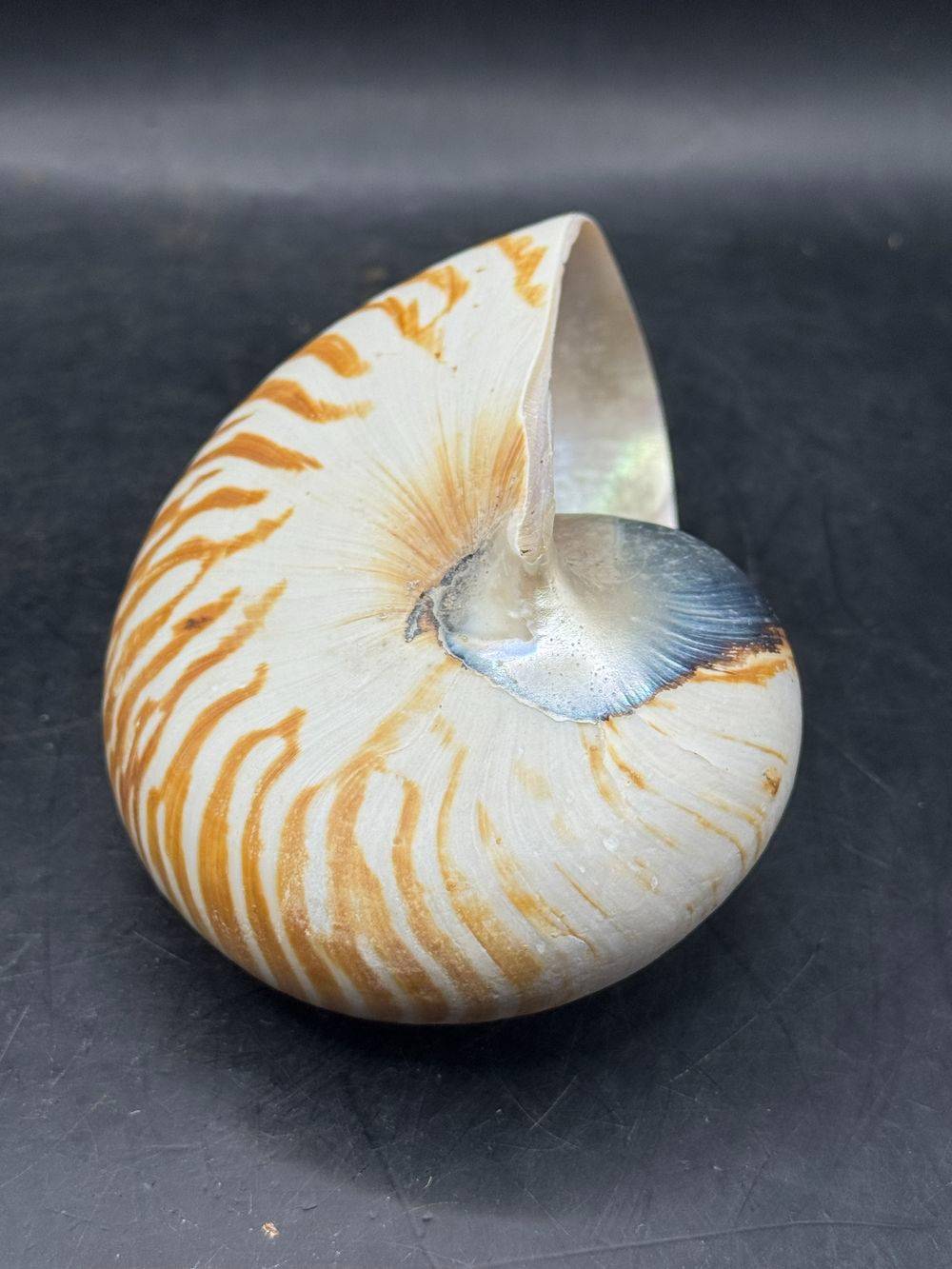 Coquillage pièce unique - Magnifique et véritable ancien grand nautile Tigre (Nautilus Pompilius) - Idéal pour cabinet de curiosités - Taille 12 cm - Décoration - Collection – Image 9