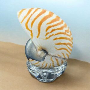 Coquillage pièce unique - Magnifique et véritable ancien très grand nautile Tigre (Nautilus Pompilius) - Idéal pour cabinet de curiosités - Rare dans cette taille 15 cm - Décoration - Collection