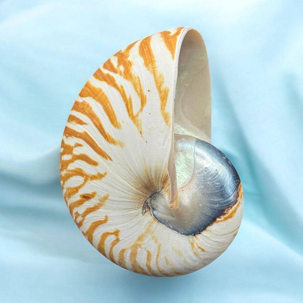 Coquillage pièce unique - Magnifique et véritable ancien grand nautile Tigre (Nautilus Pompilius) - Idéal pour cabinet de curiosités - Taille 12 cm - Décoration - Collection