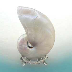 Coquillage pièce unique - Magnifique et véritable ancien très grand nautile (Nautilus Pompilius) nacré - Idéal pour cabinet de curiosités - Rare dans cette taille 19 cm - Décoration - Collection
