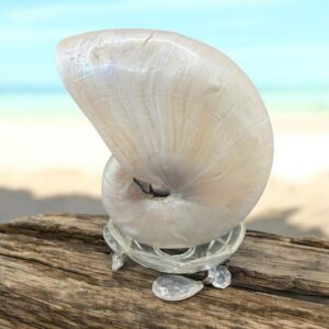 Coquillage pièce unique - Magnifique et véritable ancien très grand nautile (Nautilus Pompilius) nacré - Idéal pour cabinet de curiosités - Rare dans cette taille 16,5 cm - Décoration - Collection